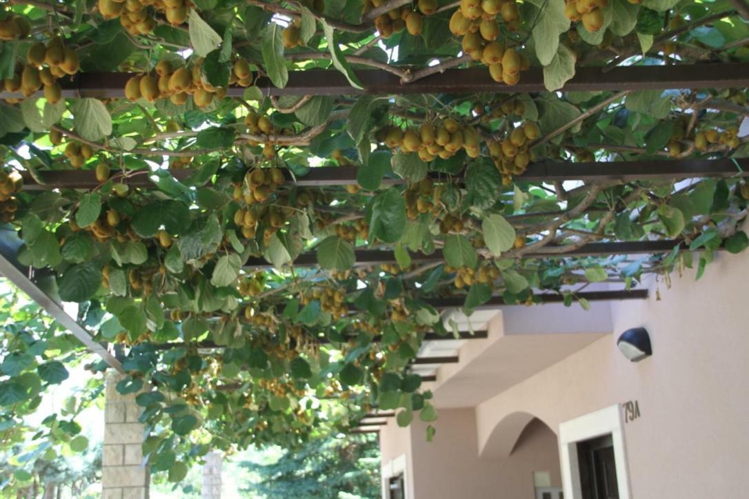 Premantura Olive Garden Villa Exterior foto