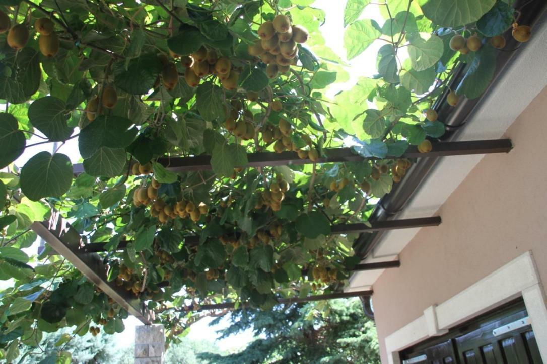 Premantura Olive Garden Villa Exterior foto